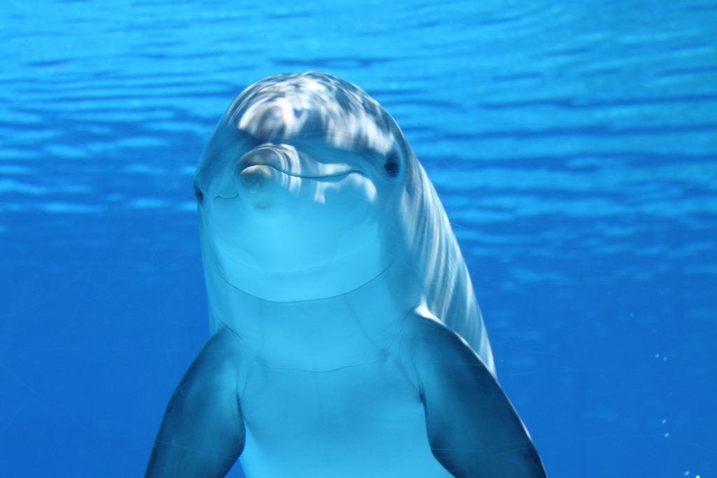Can your date communicate with dolphins?